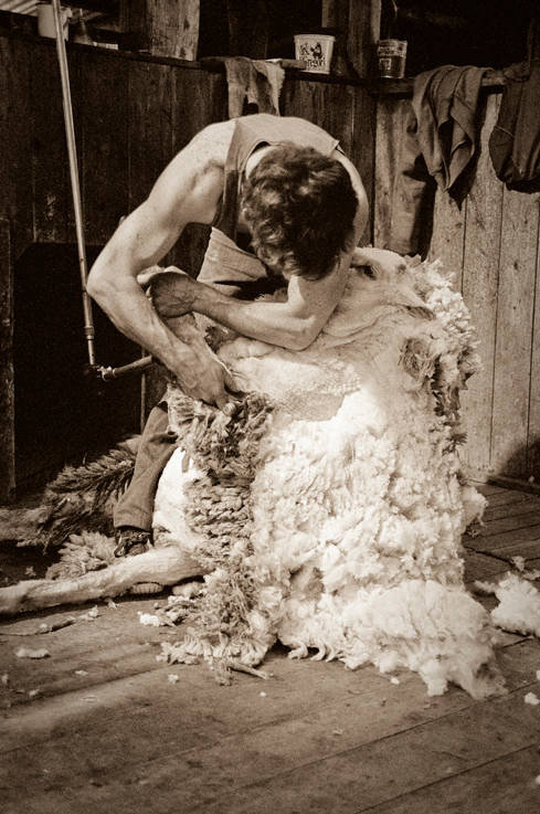 Shearing, Huntleigh Woolshed