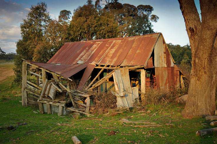 Ryannah Shearing Shed