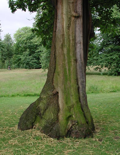 Mossy Tree, Kensington Gardens