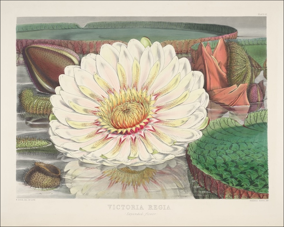 Victoria regia
