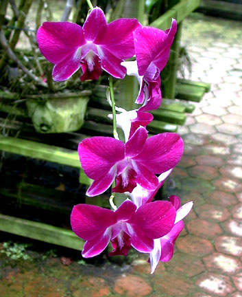 Orchid Garden