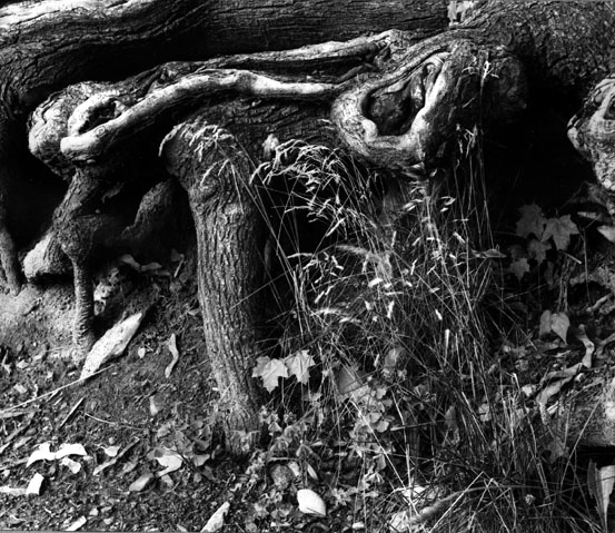 Tree Roots