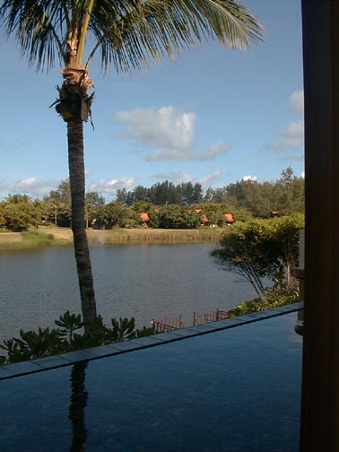 Palm Tree and Lake