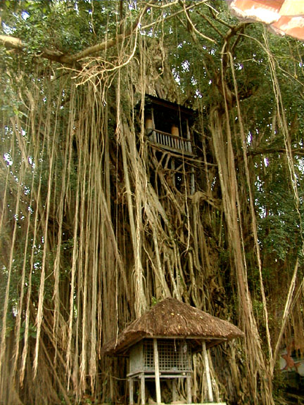 Banyan Tree