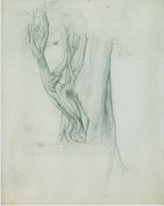 Study of a Tree, Verona