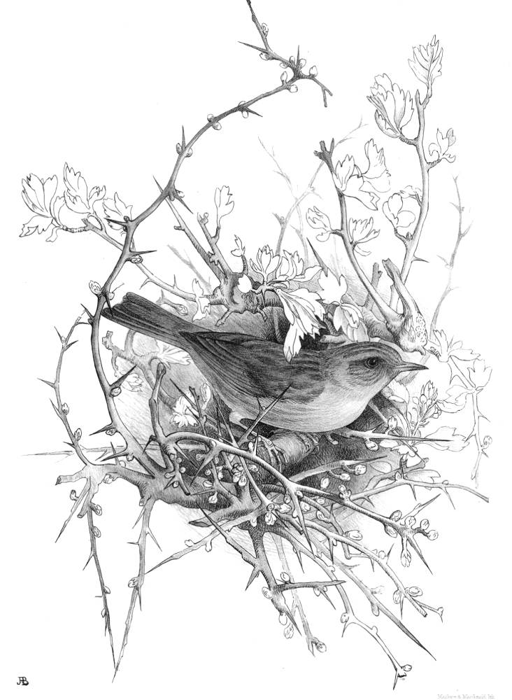 The Hedge Sparrow