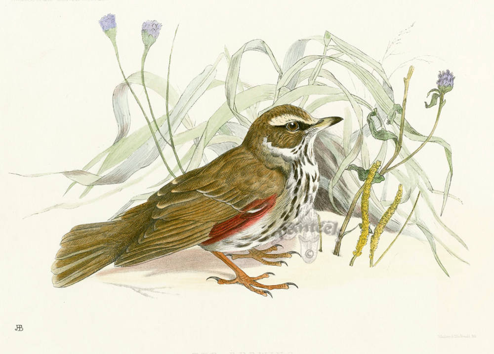 The Redwing