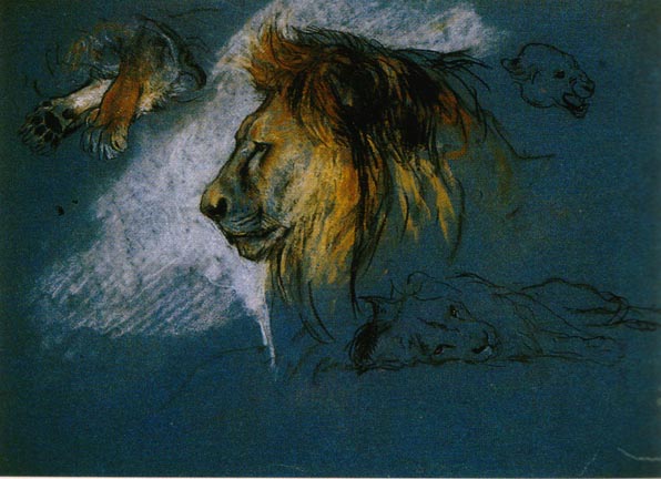 Study of a Lion